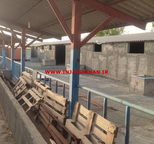 ۱۱هکتار زمین آبی و گاوداری در حاصلخیز ترین دشت ایران
