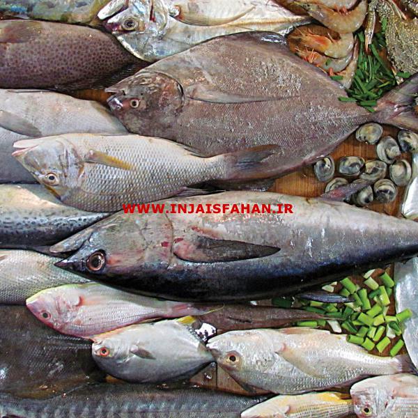 فروش عمده ماهی جنوب صید روز و قزل آلا