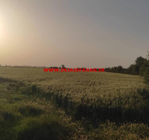 ۱۱هکتار زمین آبی و گاوداری در حاصلخیز ترین دشت ایران