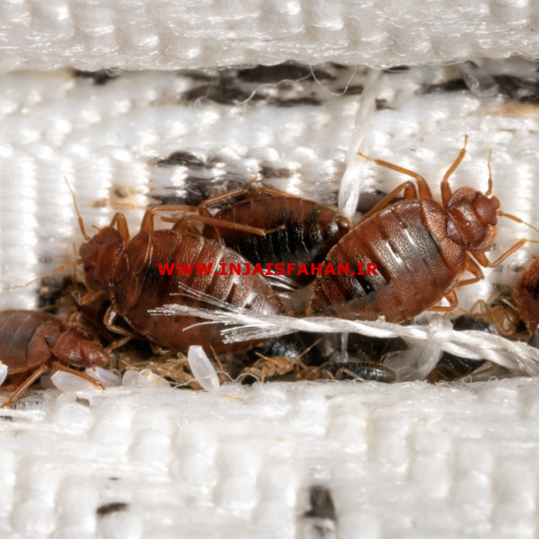 سمپاشی تخصصی و تضمینی موریانه اصفهان