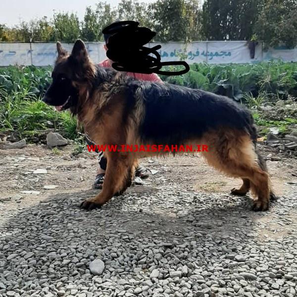 سگ ژرمن شپرد اصیل