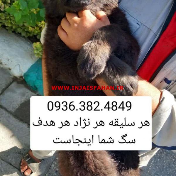 سگ سرابی . الابای . پژدر . قفقازی . کانگال . دلتا داگ
