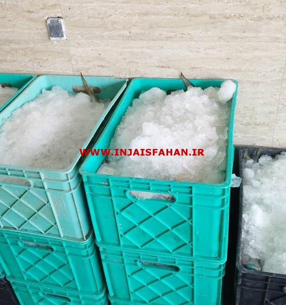 سبد حمل ماهی قزا آلا