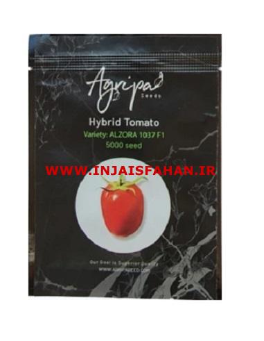 فروش بذر گوجه فرنگی ALZORA 1037