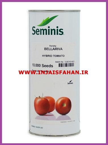 فروش بذر گوجه فرنگی Bellariva F1