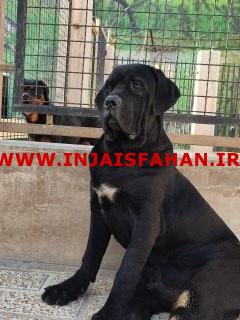 مرکز پرورش سگهای نگهبان سگ نگهبان اصیل
