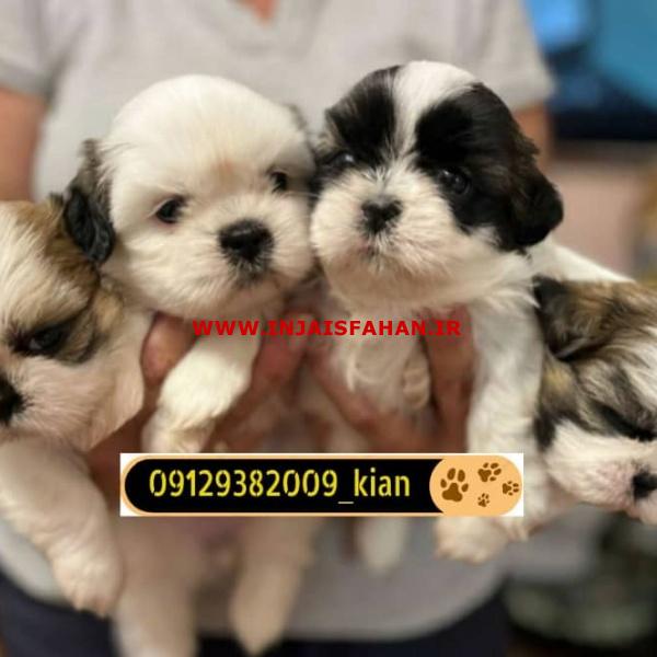 توله سگ شیتزو عروسکی