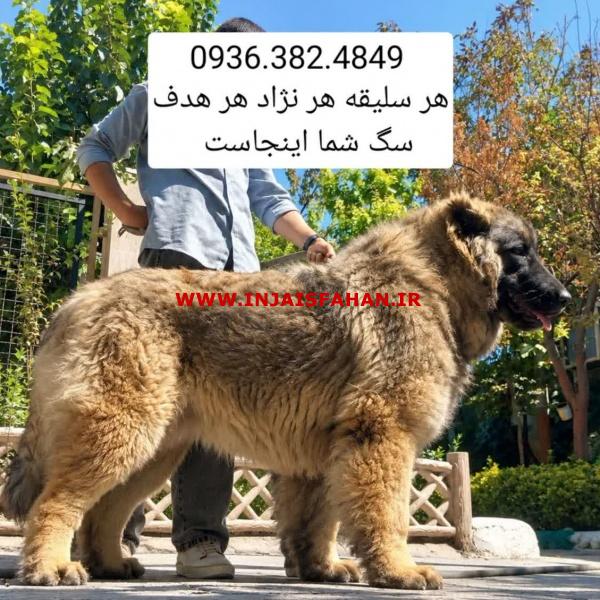 سگ سرابی . الابای . پژدر . قفقازی . کانگال . دلتا داگ