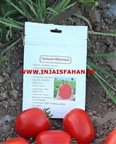 فروش بذر گوجه فرنگی Tifal