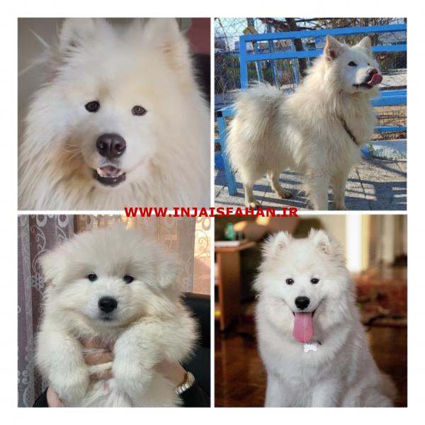 فروش سگ سامویید، با ظاهری زیبا و اصیل