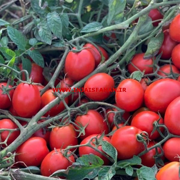 فروش بذر گوجه فرنگی کاترین