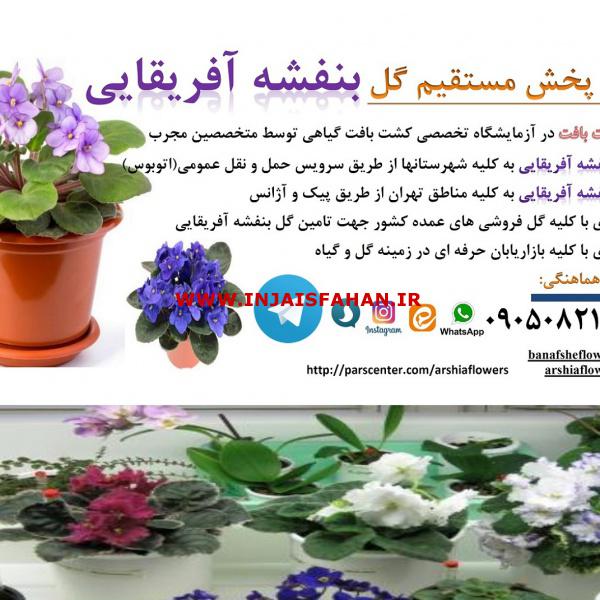بازاریاب گل و گیاه
