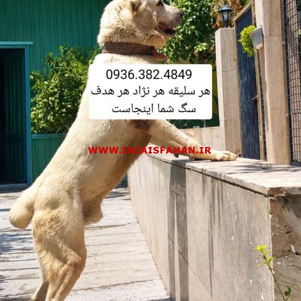 سگ سرابی . الابای . پژدر . قفقازی . کانگال . دلتا داگ