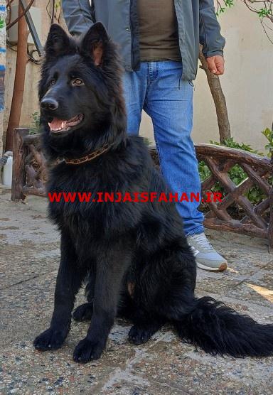 سگ ژرمن شپرد اصیل