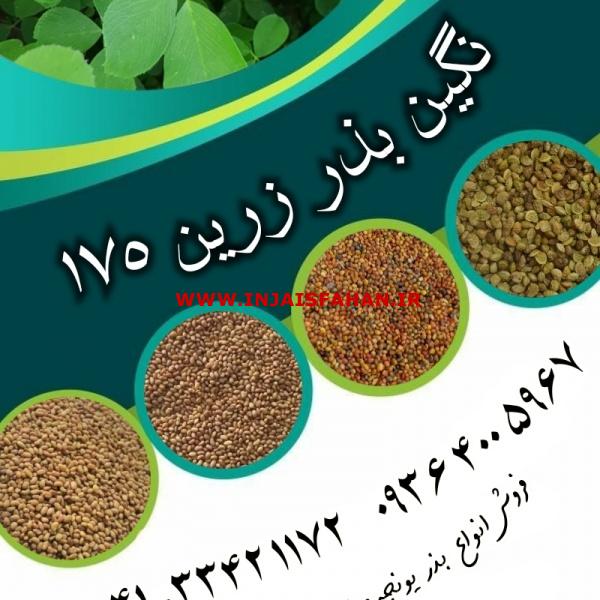 فروش بذر یونجه و بذر علوفه