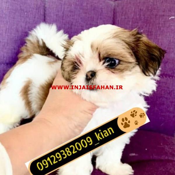توله سگ شیتزو عروسکی