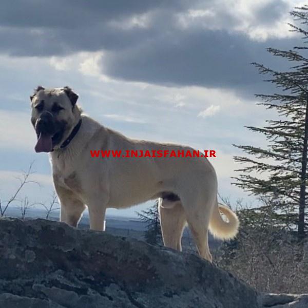 مرکز پرورش سگهای نگهبان سگ نگهبان اصیل