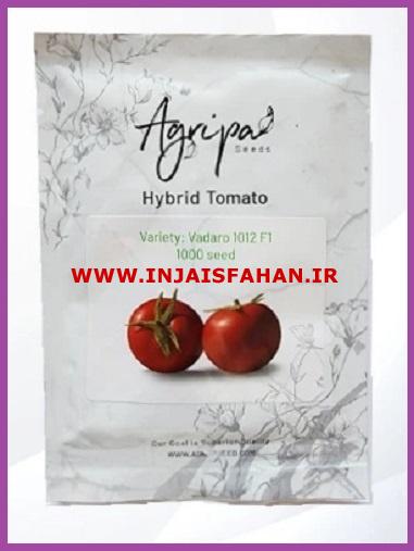 فروش بذر گوجه فرنگی Vadaro 1012 f1