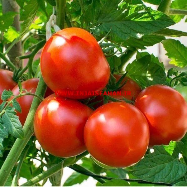 فروش بذر گوجه سانسید 6189