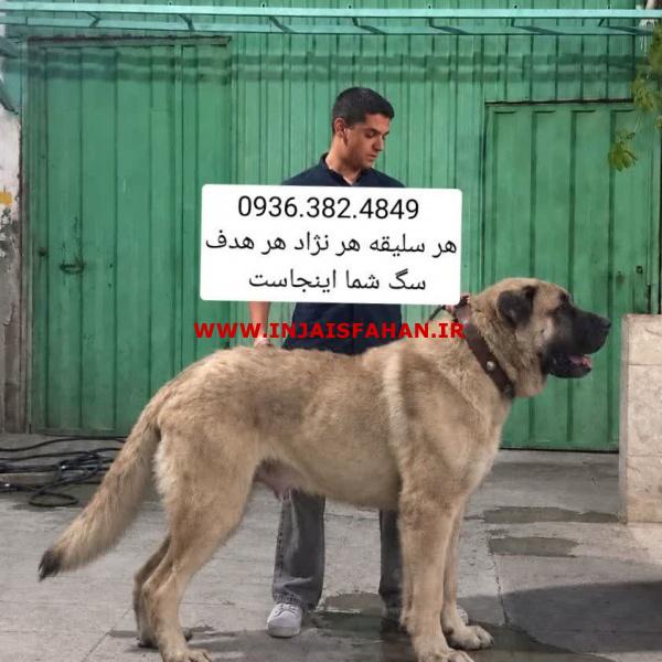سگ سرابی . الابای . پژدر . قفقازی . کانگال . دلتا داگ