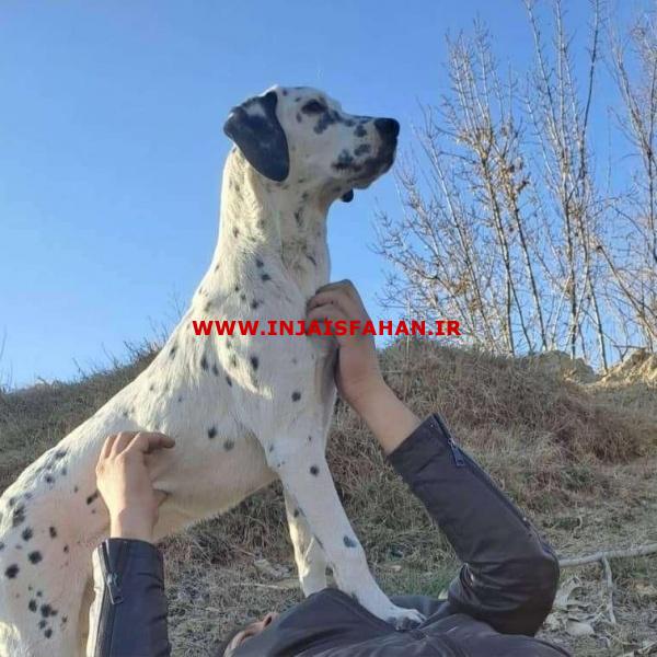 واگذاری سگ نژاد دالمیشن