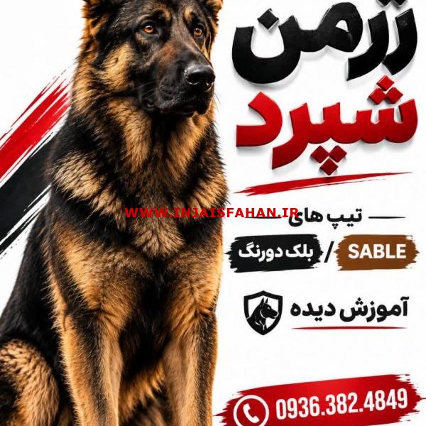 سگ ژرمن شپرد