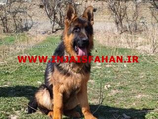 سگ ژرمن شپرد اصیل