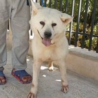 سگ اکیتا ژاپنی