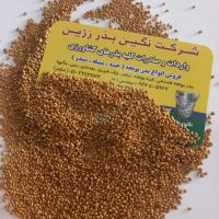فروش بذر یونجه بوجاری شده با قیمت دست اول