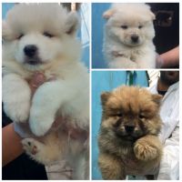 فروش سگ چاو چاو پوزه فلت در رنگ‌های پرتقالی و نباتی