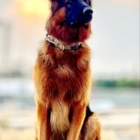 فروش تخصصی انواع سگ ژرمن شپرد ورک لاین و شولاین