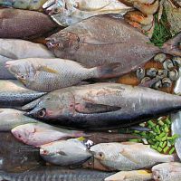 فروش عمده ماهی جنوب صید روز و قزل آلا