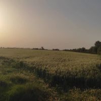 ۱۱هکتار زمین آبی و گاوداری در حاصلخیز ترین دشت ایران