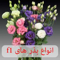 فروشگاه ظرافت ارائه کننده انواع بذر گل های f1