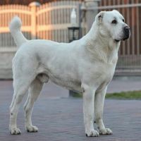 فروش آلابای سگ نگهبان قول پیکر ترکمن