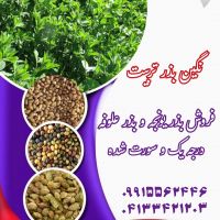 شرکت نگین بذر تربیت (دهاتی)