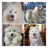 فروش سگ سامویید، با ظاهری زیبا و اصیل