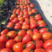 فروش بذر گوجه فرنگی روکینا ، ارسال به کل کشور