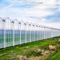 گلخانه صنعتی خیار