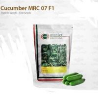 فروش بذر خیار MRC07