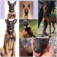 فروش سگ نژاد مالینوز اصیل با کیفیت فوق العاده.