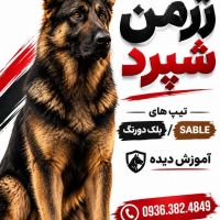 سگ ژرمن شپرد