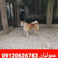 فروش سگ آکیتا ژاپنی آماده تحویل